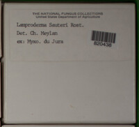 Lamproderma sauteri image